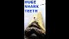 Megalodon Shark Tooth 5 & 3/4 High Quality Chilean No Restorations